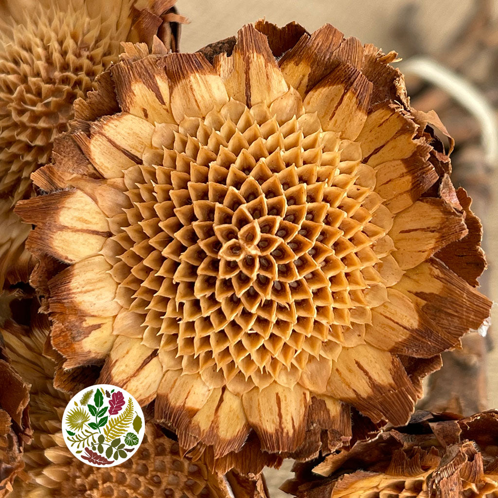 Protea 'Susannae Rosette' (DRY) (x10)