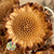 Protea 'Susannae Rosette' (DRY) (x10)