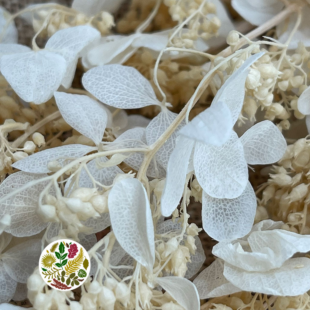 Hydrangea Flower 'Noriutsuga' (Small Leaf) (Bleached) (DRY) (x2)