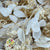 Hydrangea Flower 'Noriutsuga' (Small Leaf) (Bleached) (DRY) (x2)