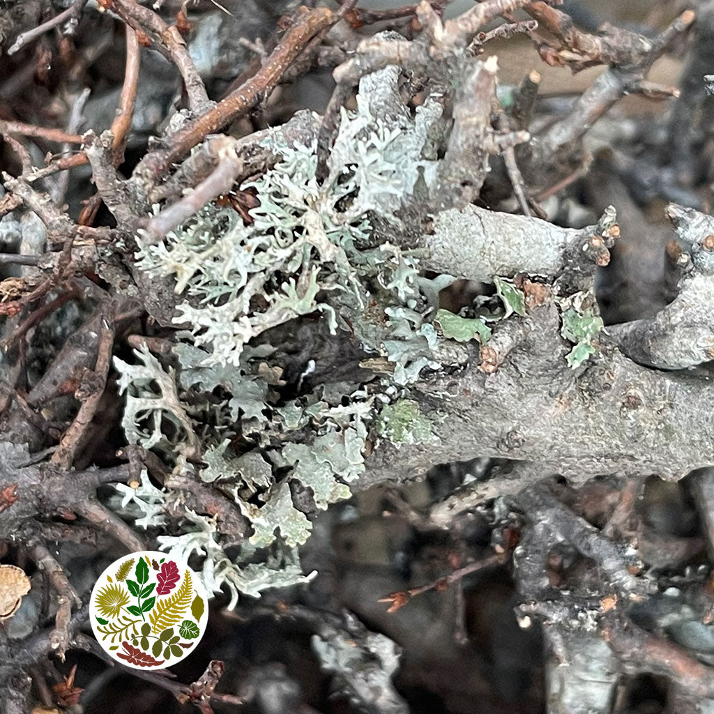 Bonsai &#39;Pieces&#39; (Natural) (DRY) Box