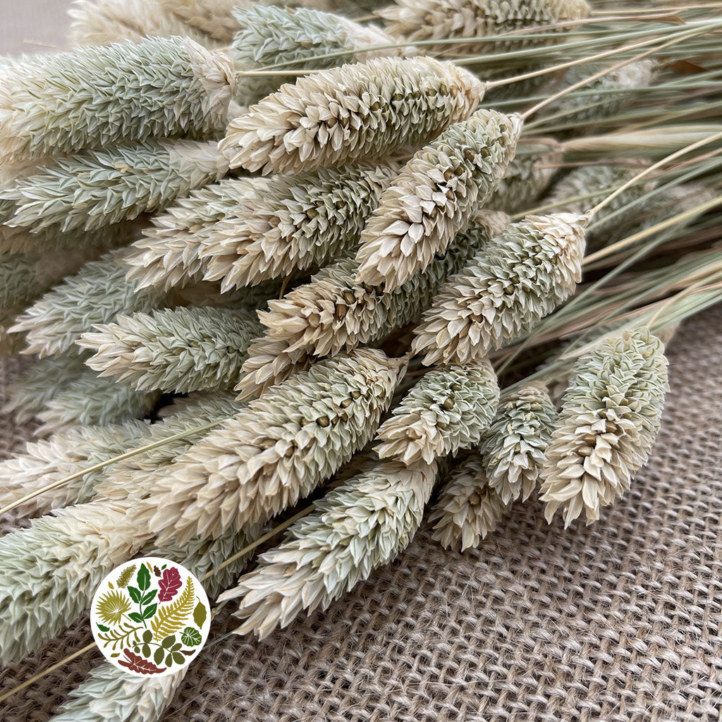 Grass &#39;Phalaris&#39; (Natural) (DRY) 60cm