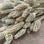 Grass 'Phalaris' (Natural) (DRY) 60cm