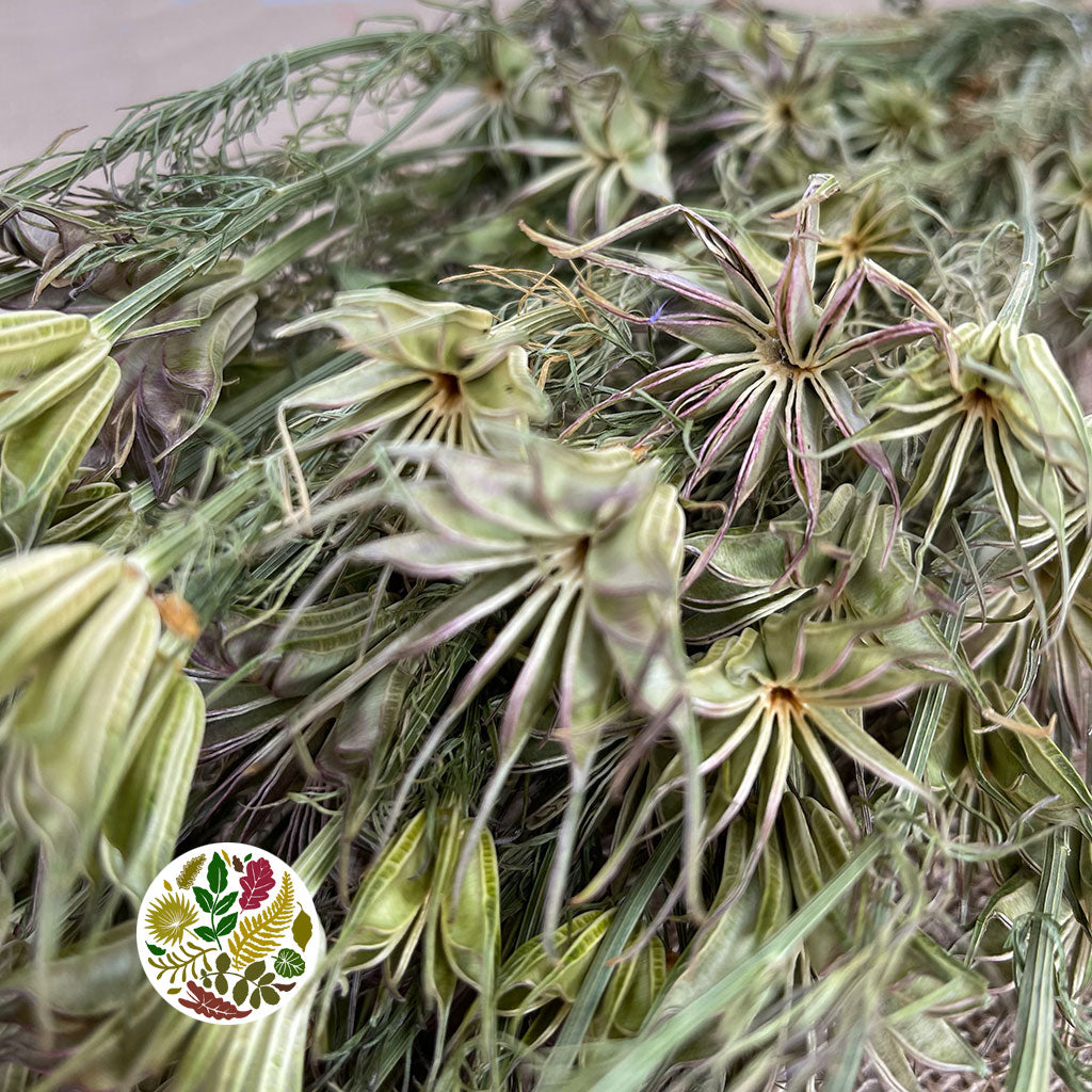 Nigella 'Orientalis' (DRY)