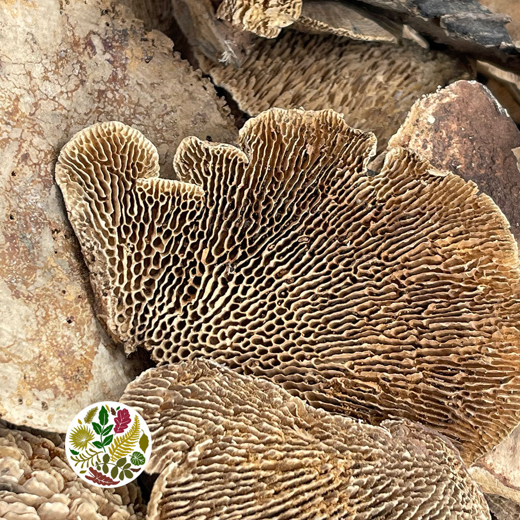 Mushrooms &#39;Sponge&#39; (Natural) (DRY)