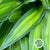 Dracena Pleomele Reflexa 'Song of Jamaica' 70cm (x5)