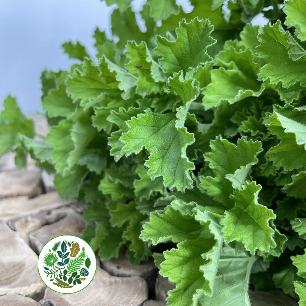 Geranium 'Scented' E (x10)