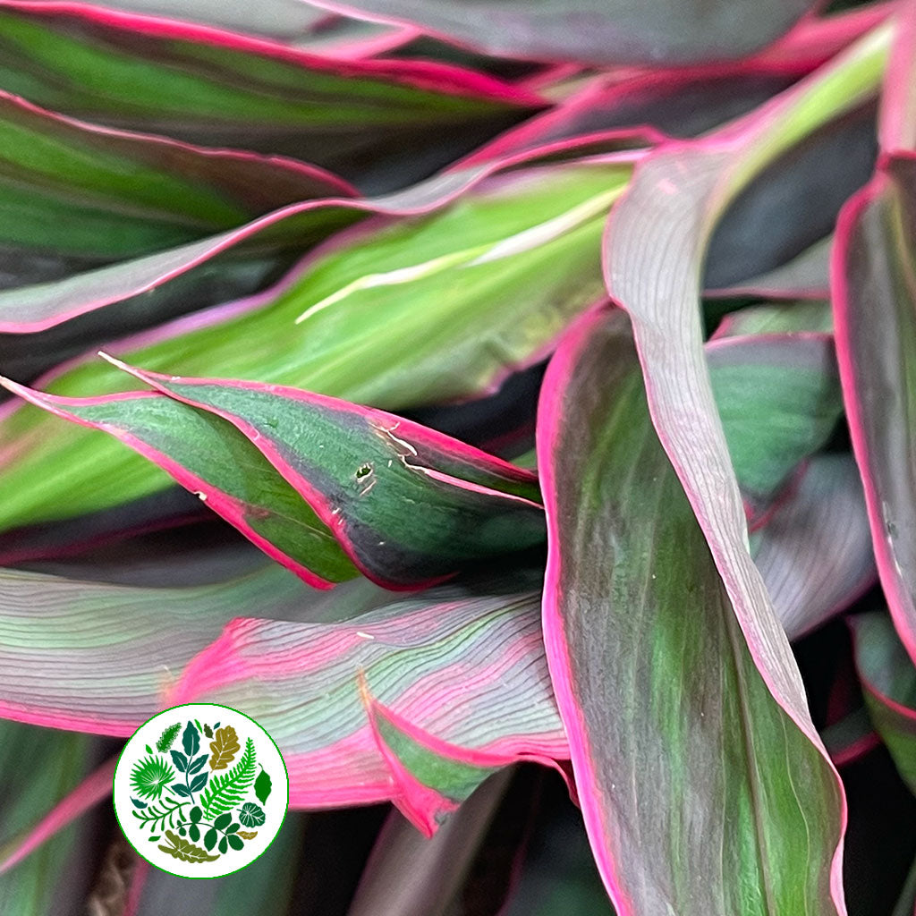 Cordyline Tips 'Baby Doll' 60cm (x5)