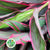 Cordyline Tips 'Baby Doll' 60cm (x5)