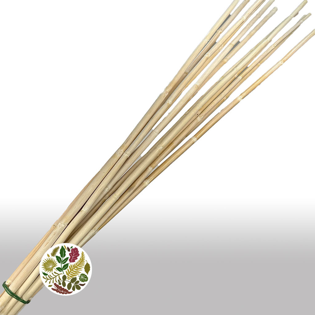 Canna stem (Bleached) DRY 40cm (x25)