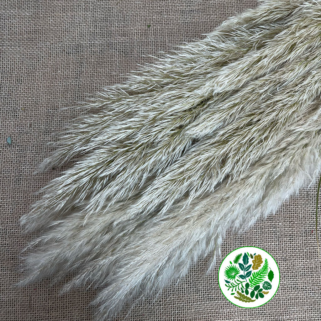 Grass &#39;Pampas&#39; (Fresh) (Wild) (x25 Approx)