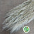 Grass 'Pampas' (Fresh) (Wild) (x25 Approx)