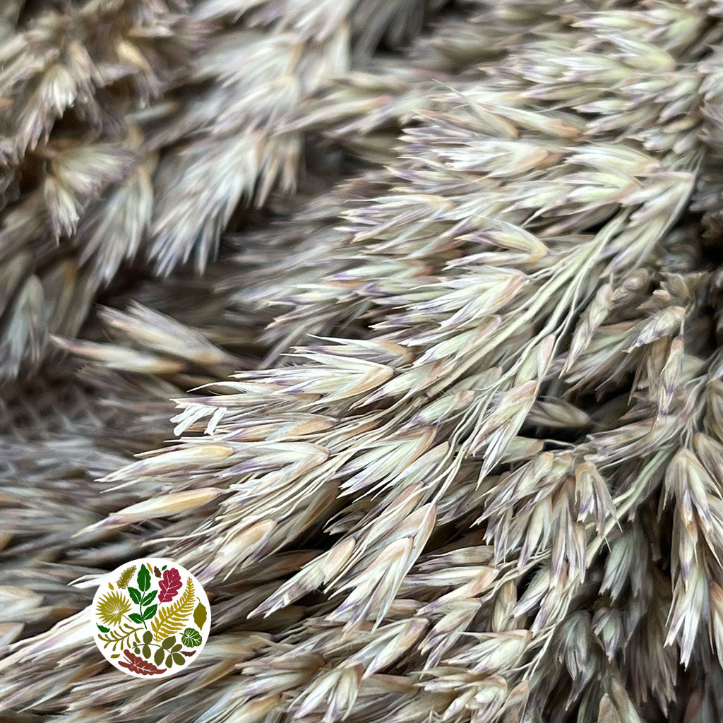 Grass &#39;Ampelodesmos&#39; (Natural) DRY (x10)