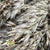 Grass 'Ampelodesmos' (Natural) DRY (x10)