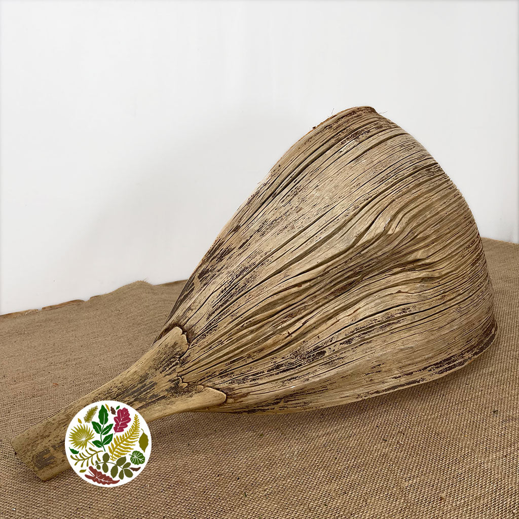 Coconut 'Galara Big' (Natural) (DRY)