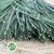 Grass 'Flexi Grass' 90cm (x45)