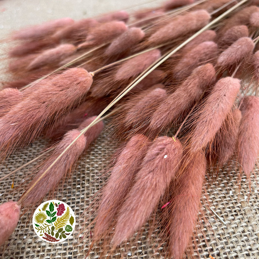 Lagurus (Pink-Light Pink) DRY 80cm (100g)