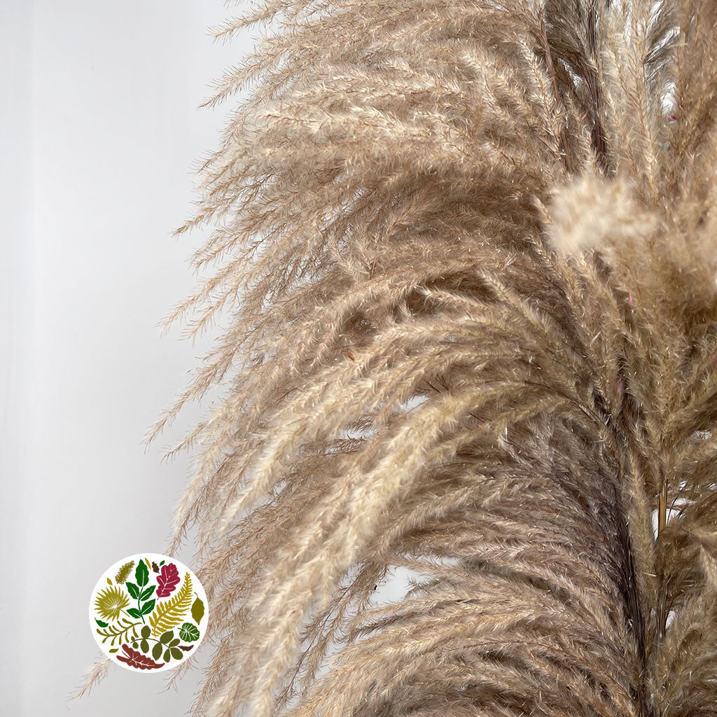 Grass 'Pampas' (Sacuara) (Natural Brown) (DRY) (Various Sizes) (x5)
