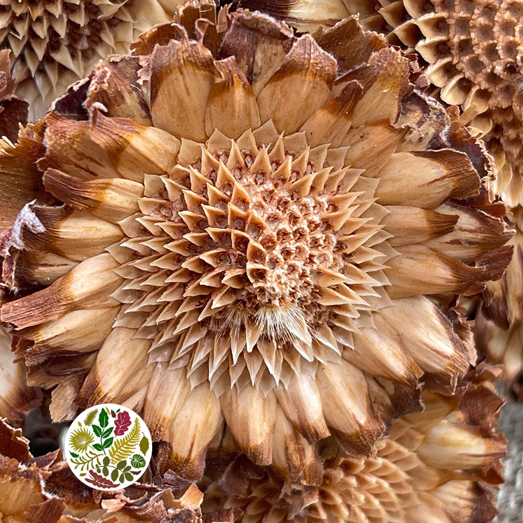 Protea 'Susannae Rosette' (DRY) (x10)