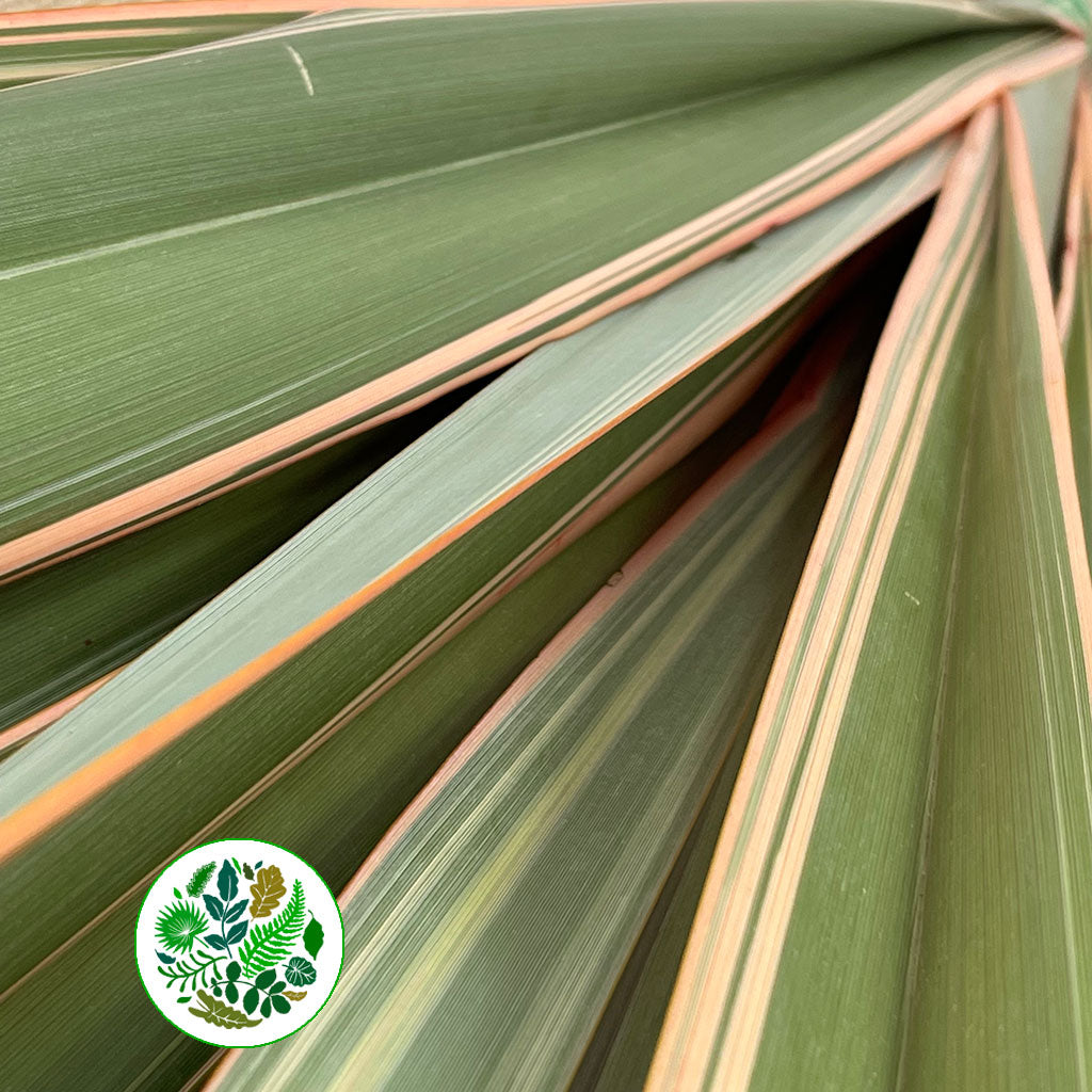 Phormium &#39;Leaves&#39; (Red Aspirated) 1m (x10)
