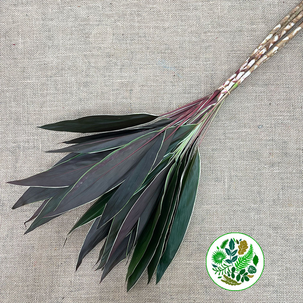 Cordyline Tips &#39;Cappuccino&#39; (Various Sizes)