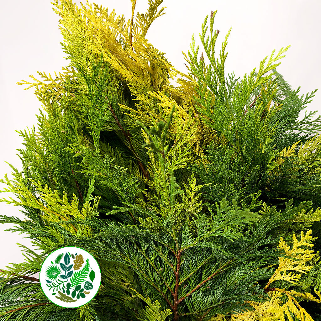Conifer &#39;Yellow Natural&#39; (Small bunch)