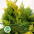 Conifer 'Yellow Natural' (Small bunch)