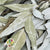 Eucalyptus 'Willow' (Natural) (DRY) 55cm