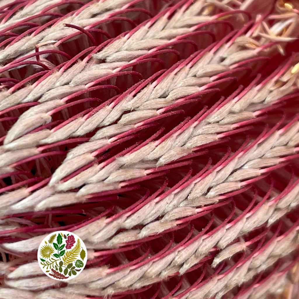 Protea 'Banksia' (Menziesli) DRY (x2)