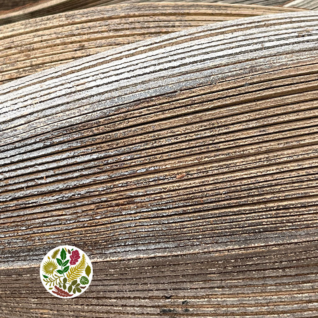 Coconut 'Mini Boats' (Natural) (DRY) (x10)