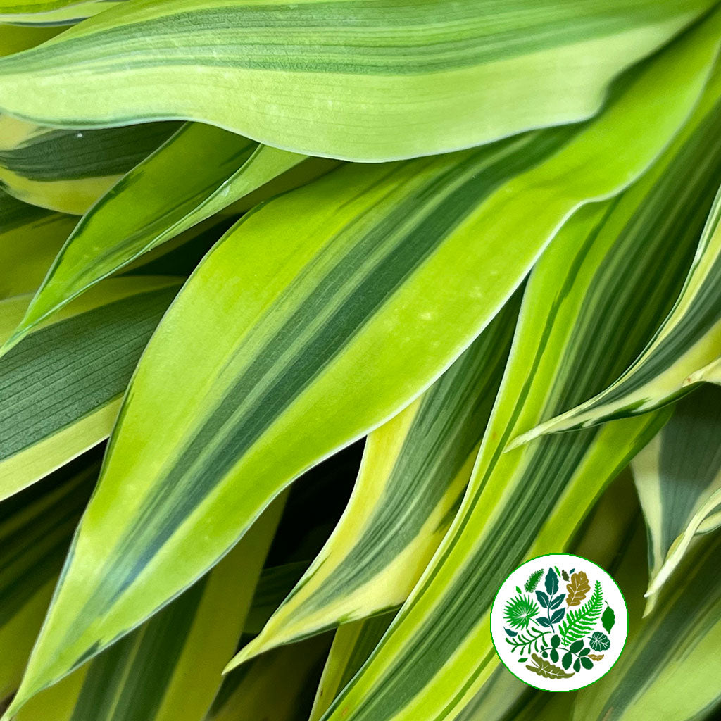 Dracena reflexa &#39;Song of India&#39; 60cm (x5)