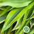 Dracena reflexa 'Song of India' 60cm (x5)
