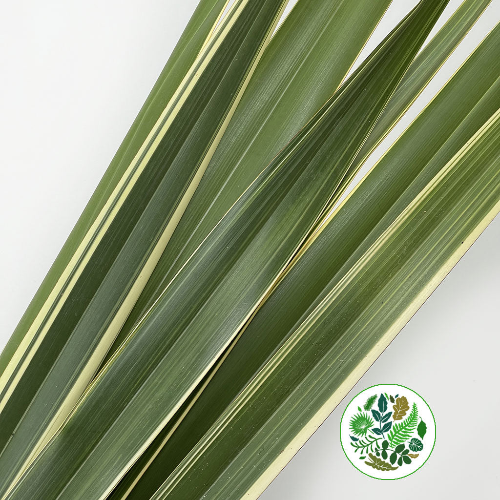 Phormium &#39;Leaves&#39; (Veriegated) 1m (x10)