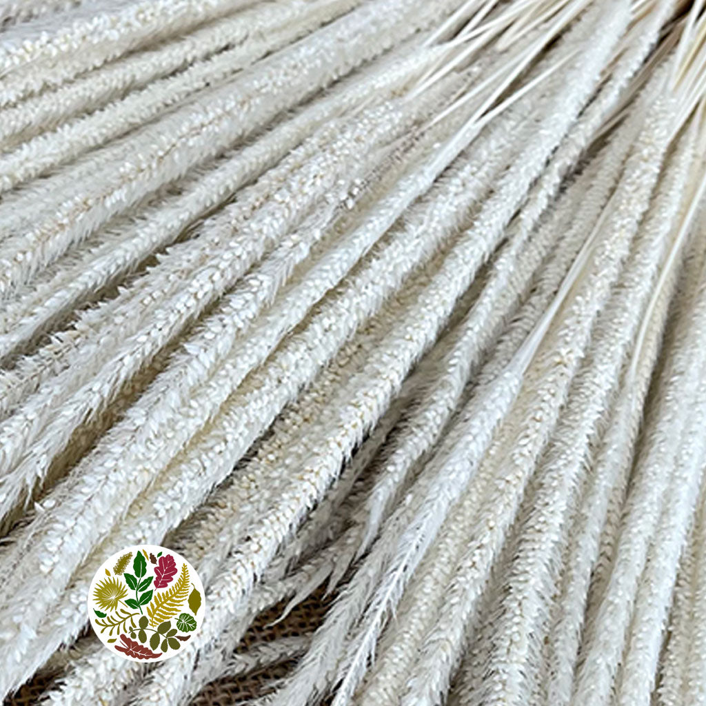 Grass 'Blades' (Bleached) (DRY) (100g)