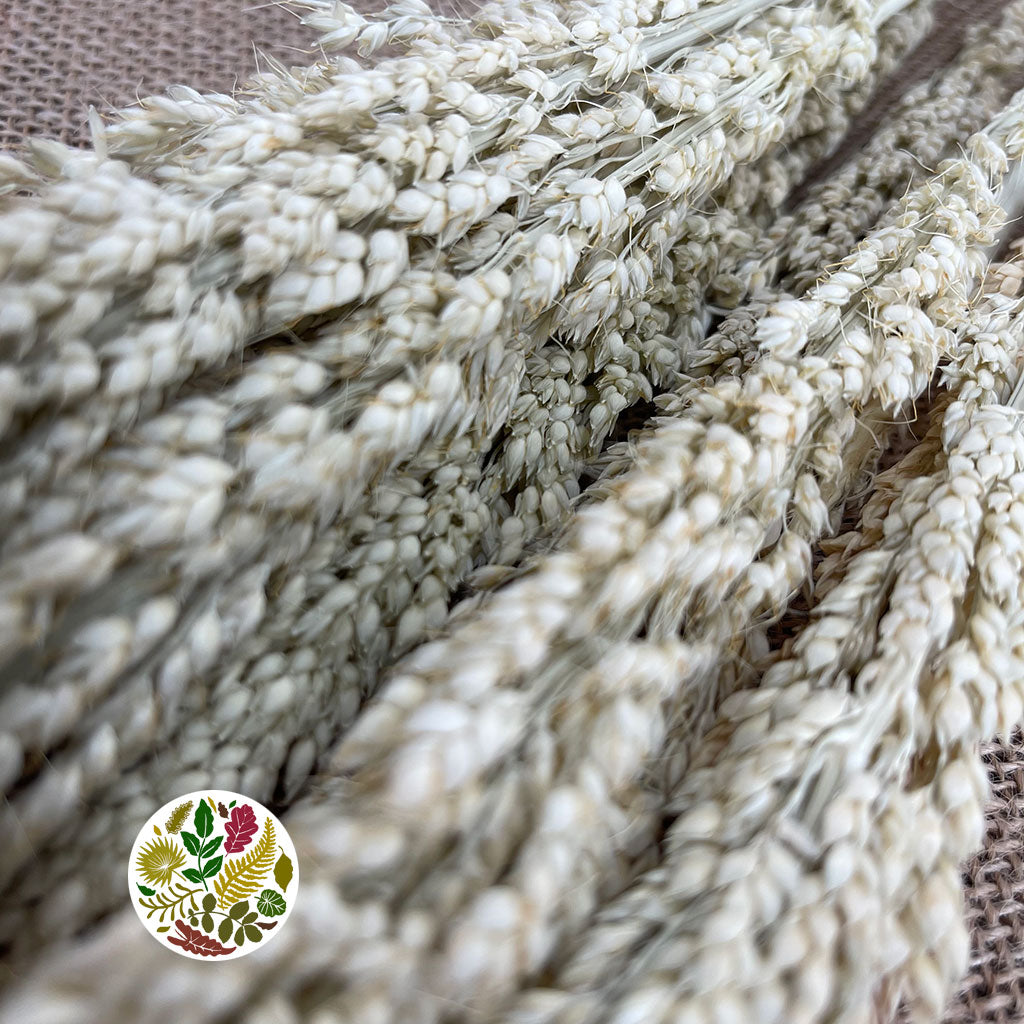 Grass &#39;Sorgum&#39; (Natural) (DRY) 70cm (100g)