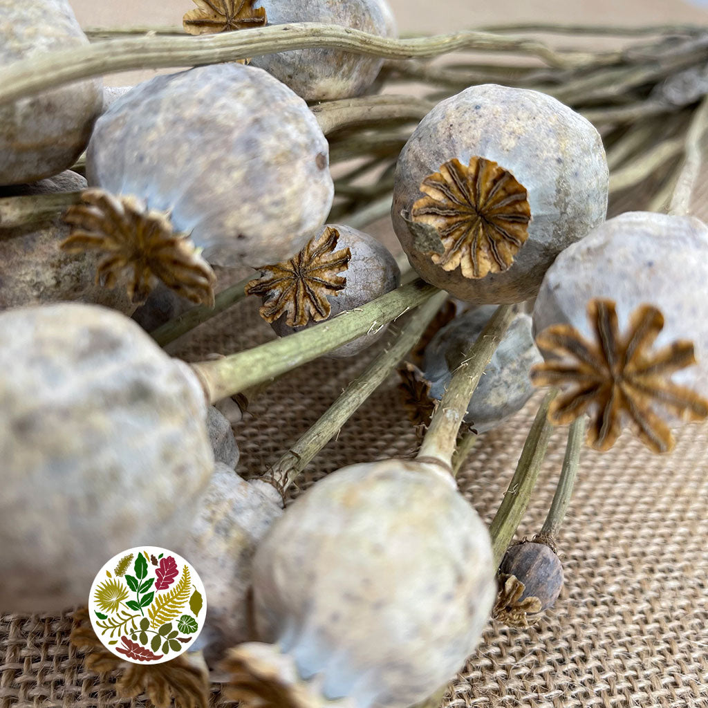 Poppy 'Heads' (Natural) (Various Sizes) (DRY)