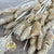 Grass 'Phalaris' (Bleached) (DRY) 60cm