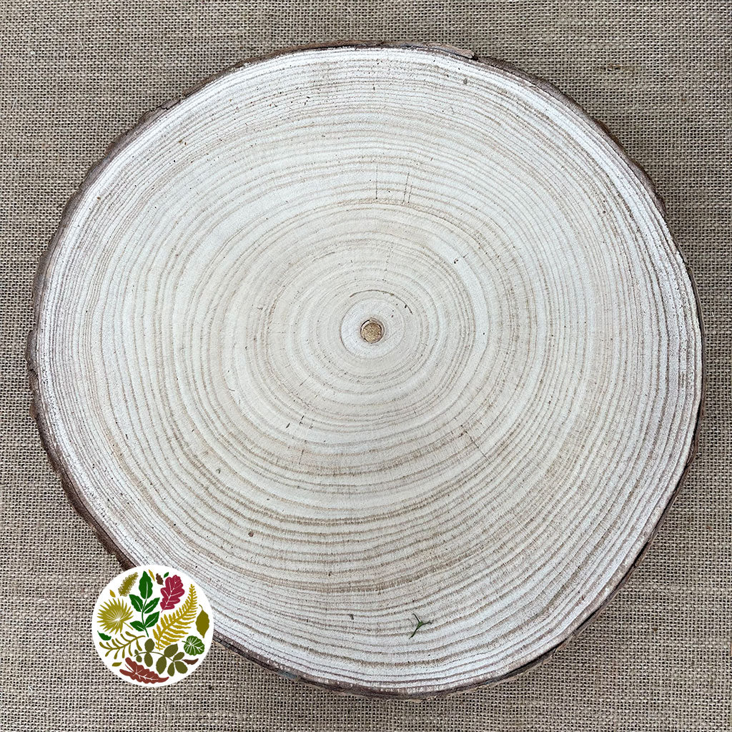 Apollonia &#39;Slices&#39; DRY (Various Sizes) Natural per slice
