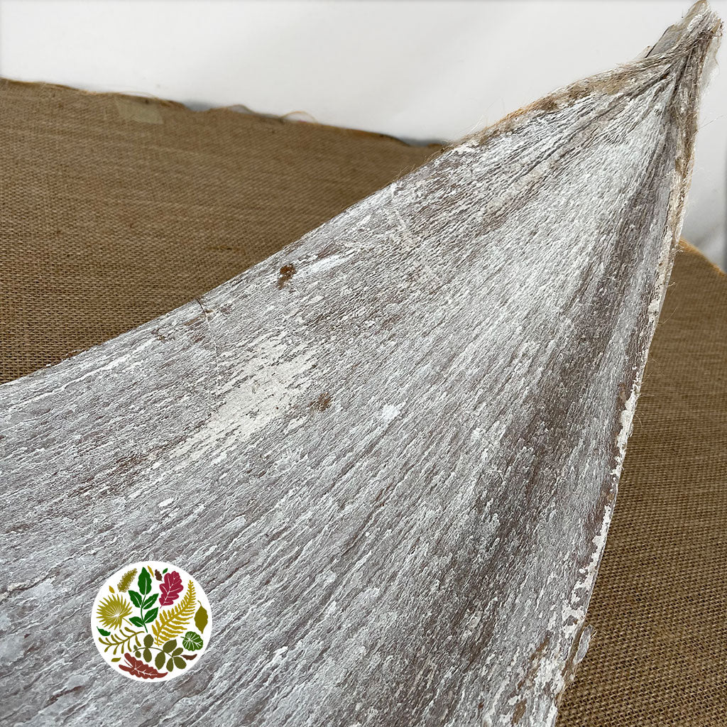 Coconut 'Galara Big' (White Wash) (DRY)