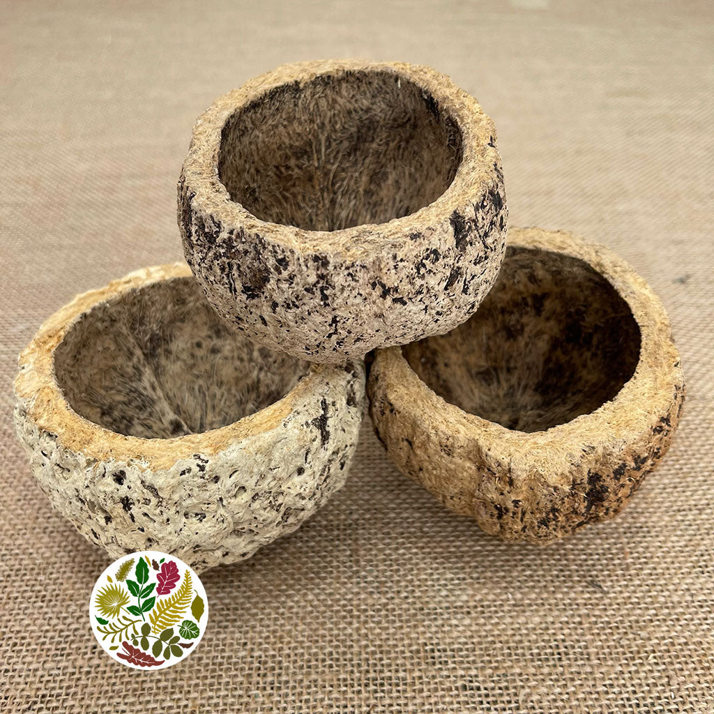 Coconut &#39;Ourico&#39; (Bleached) (DRY) (D10cm)