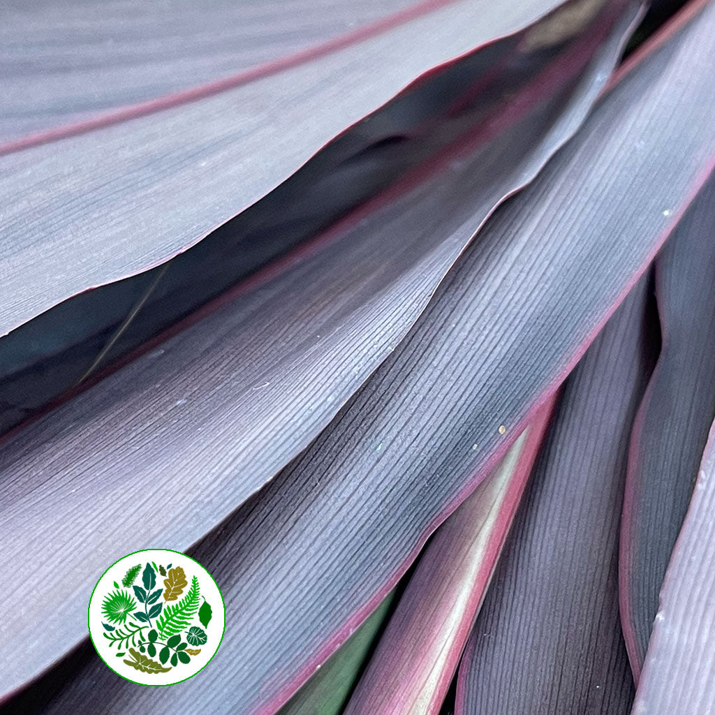 Cordyline Tips &#39;Red Top&#39; 55cm (x5)