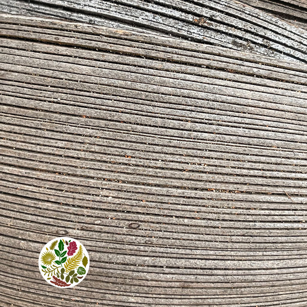 Coconut 'Galara Mini' (Natural) (DRY) (5pcs)