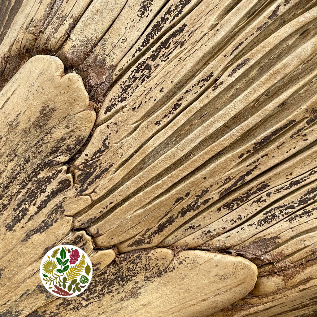 Coconut 'Galara Big' (Natural) (DRY)