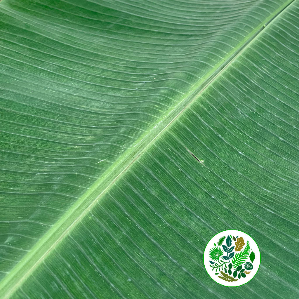 Banana 'Leaves' (Large) (x5)