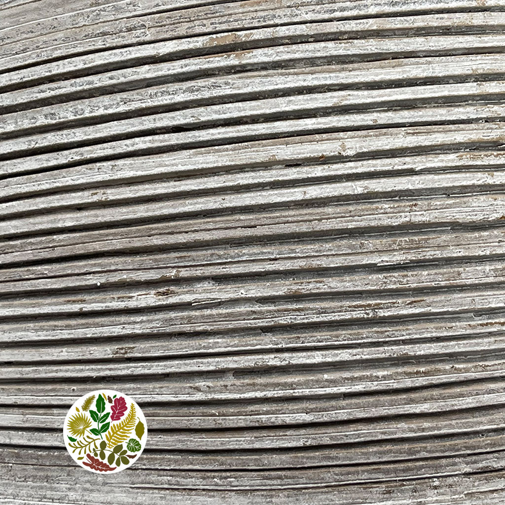 Coconut 'Galara Big' (White Wash) (DRY)