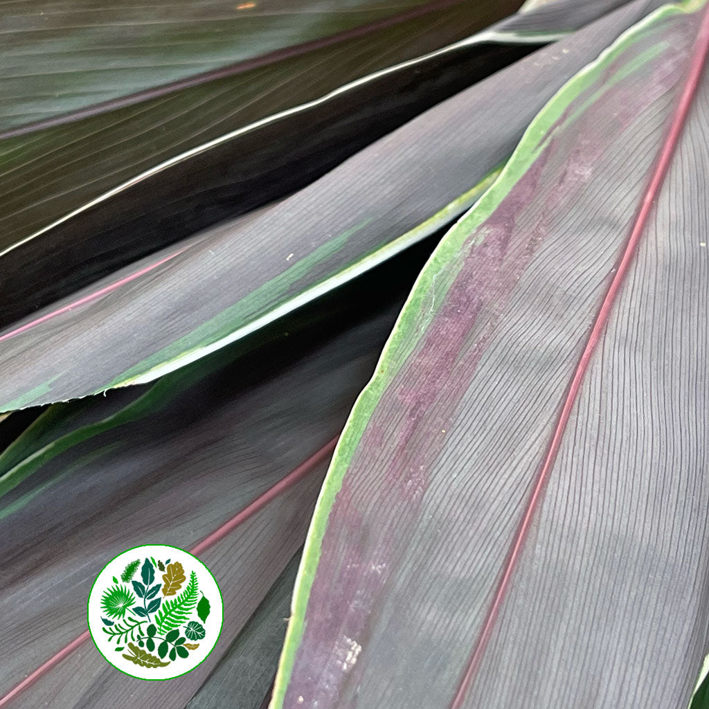 Cordyline Tips 'Cappuccino' (Various Sizes)