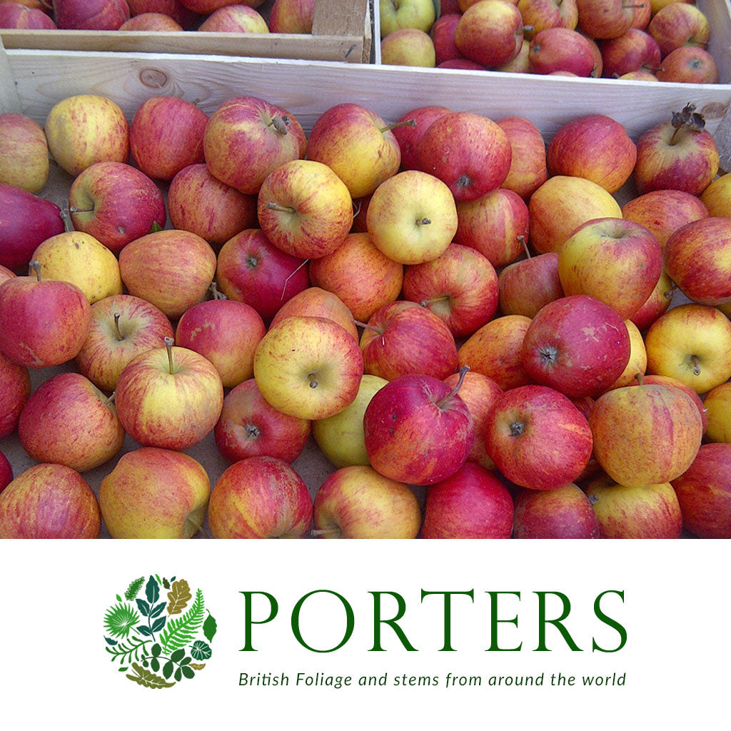Apples &#39;Spartan&#39; Tray
