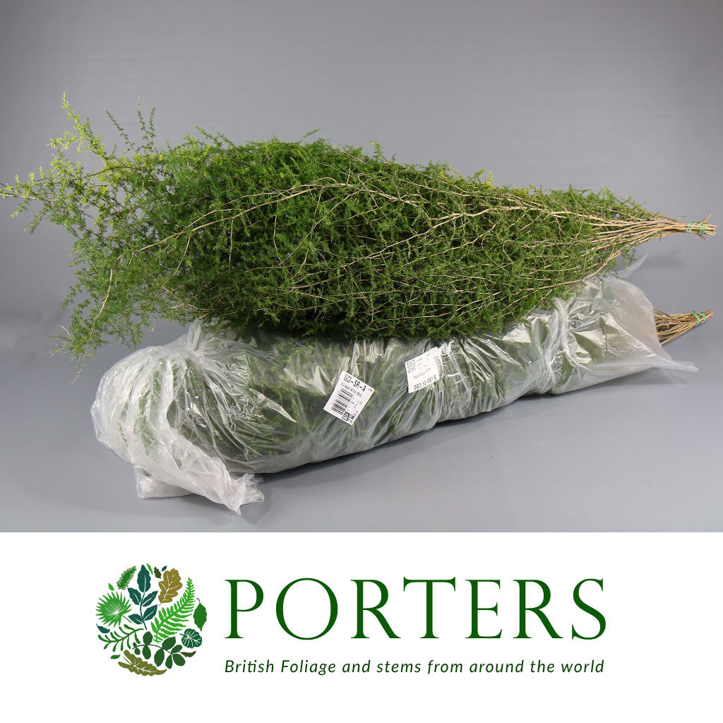 Fern &#39;Asparagus&#39; Trailing 100cm (x25)