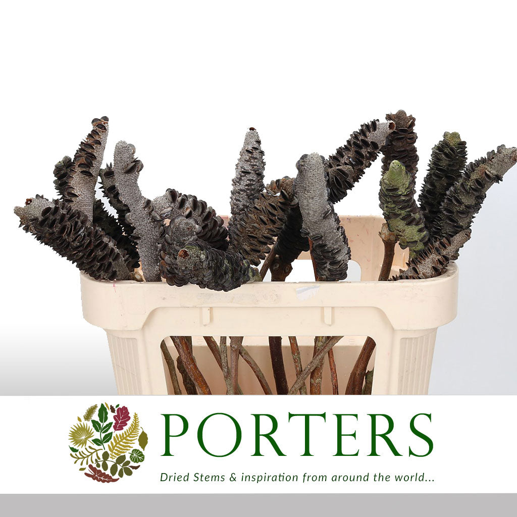 Cones &#39;Banksia&#39; (DRY) 70cm (x5)