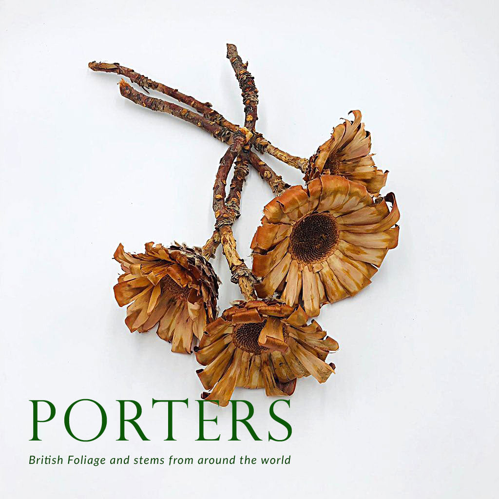 Protea &#39;Barbigera&#39; (Base) (DRY) (Natural) (x4)